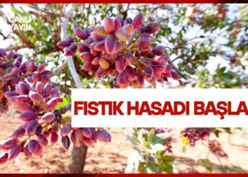 OĞUZELİ’NDE YEŞİL ALTININ HASADI BAŞLADI