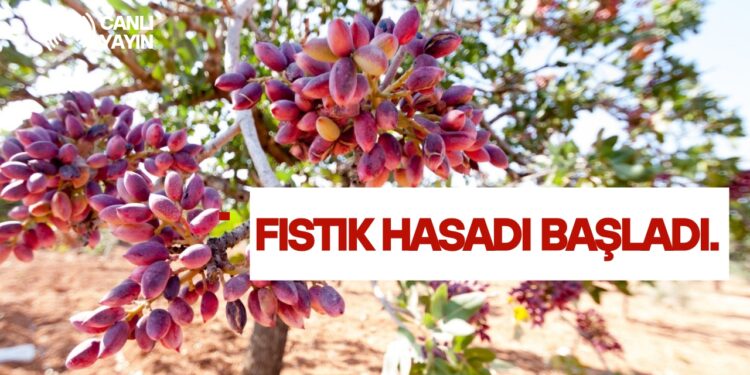 OĞUZELİ’NDE YEŞİL ALTININ HASADI BAŞLADI