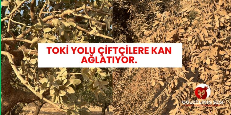 TOKİ YOLU ÇİFTÇİLERE KAN AĞLATIYOR